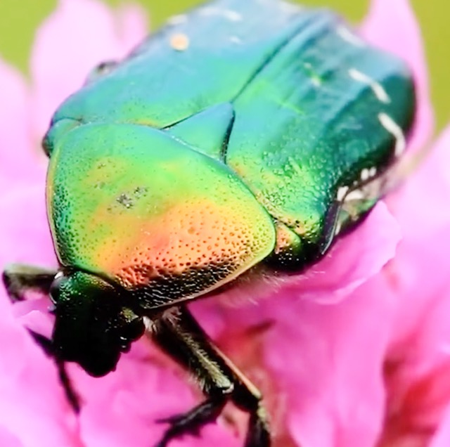 Bug Out
